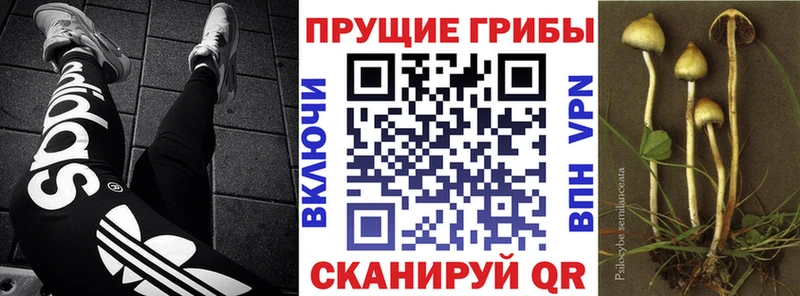 Псилоцибиновые грибы GOLDEN TEACHER  даркнет какой сайт  Чапаевск 